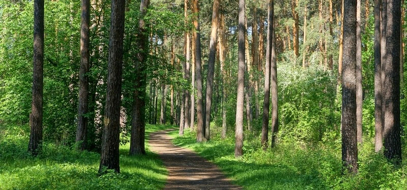 В сосновом лесу