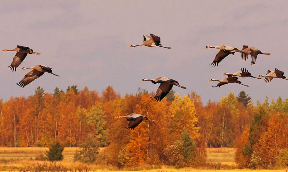 <span class='center'>
<span class='slide_title'>
<strong>Улетают, улетели...</strong>
</span>